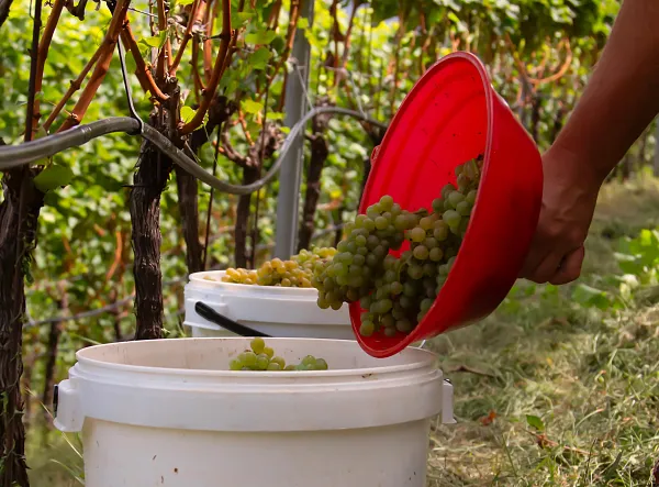 Weinernte 2025