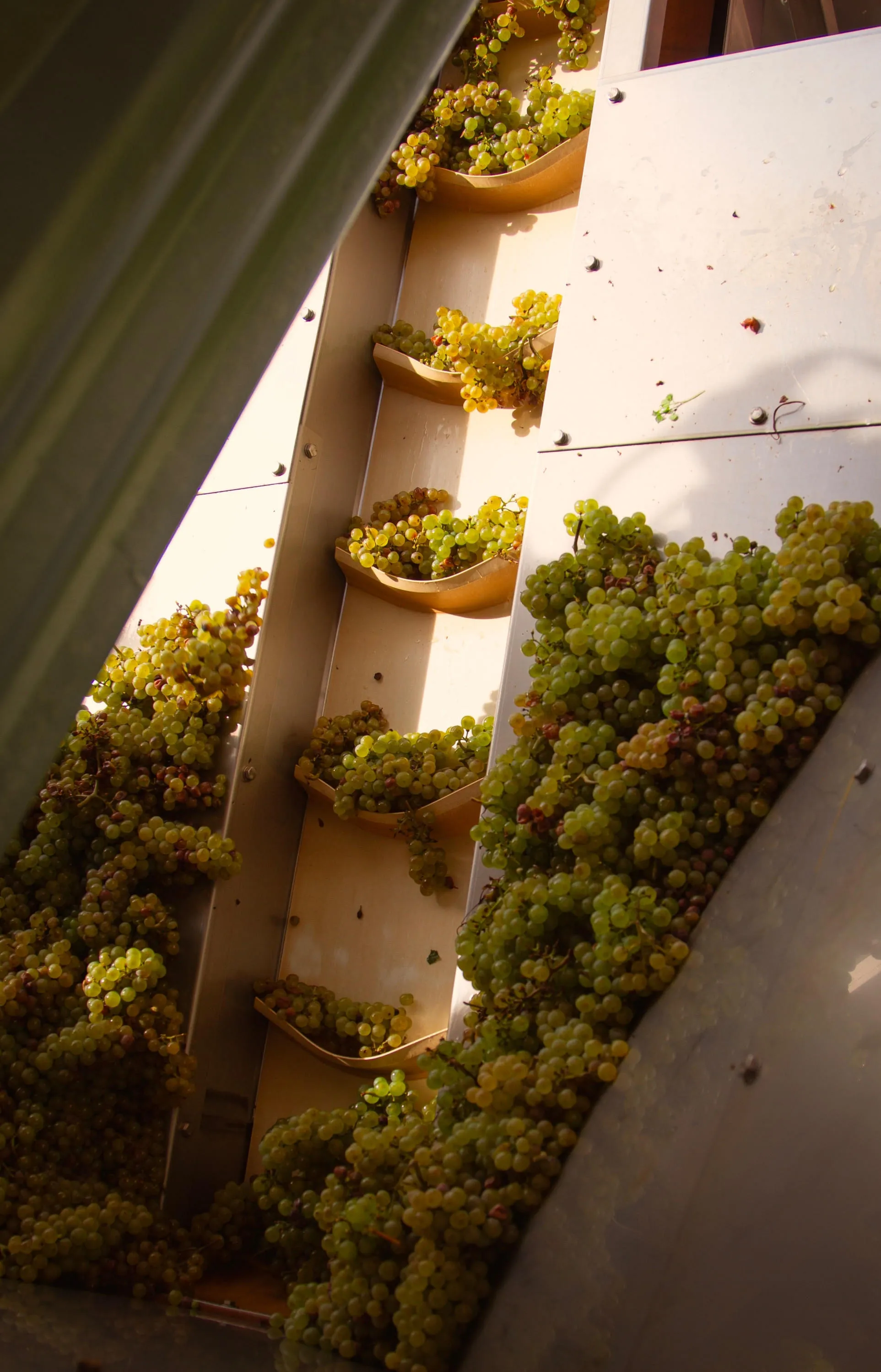 Weinernte 2025