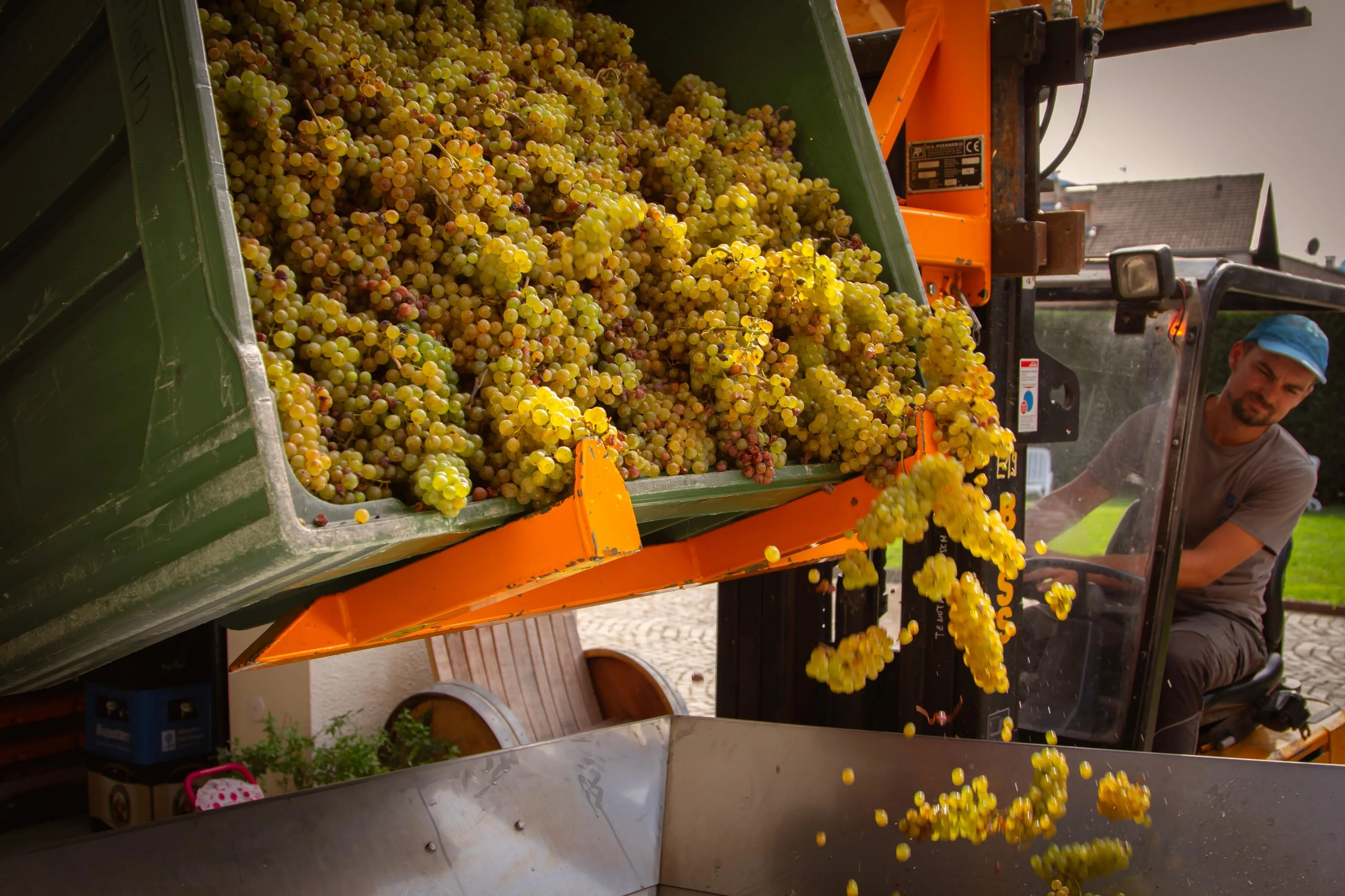 Weinernte 2025
