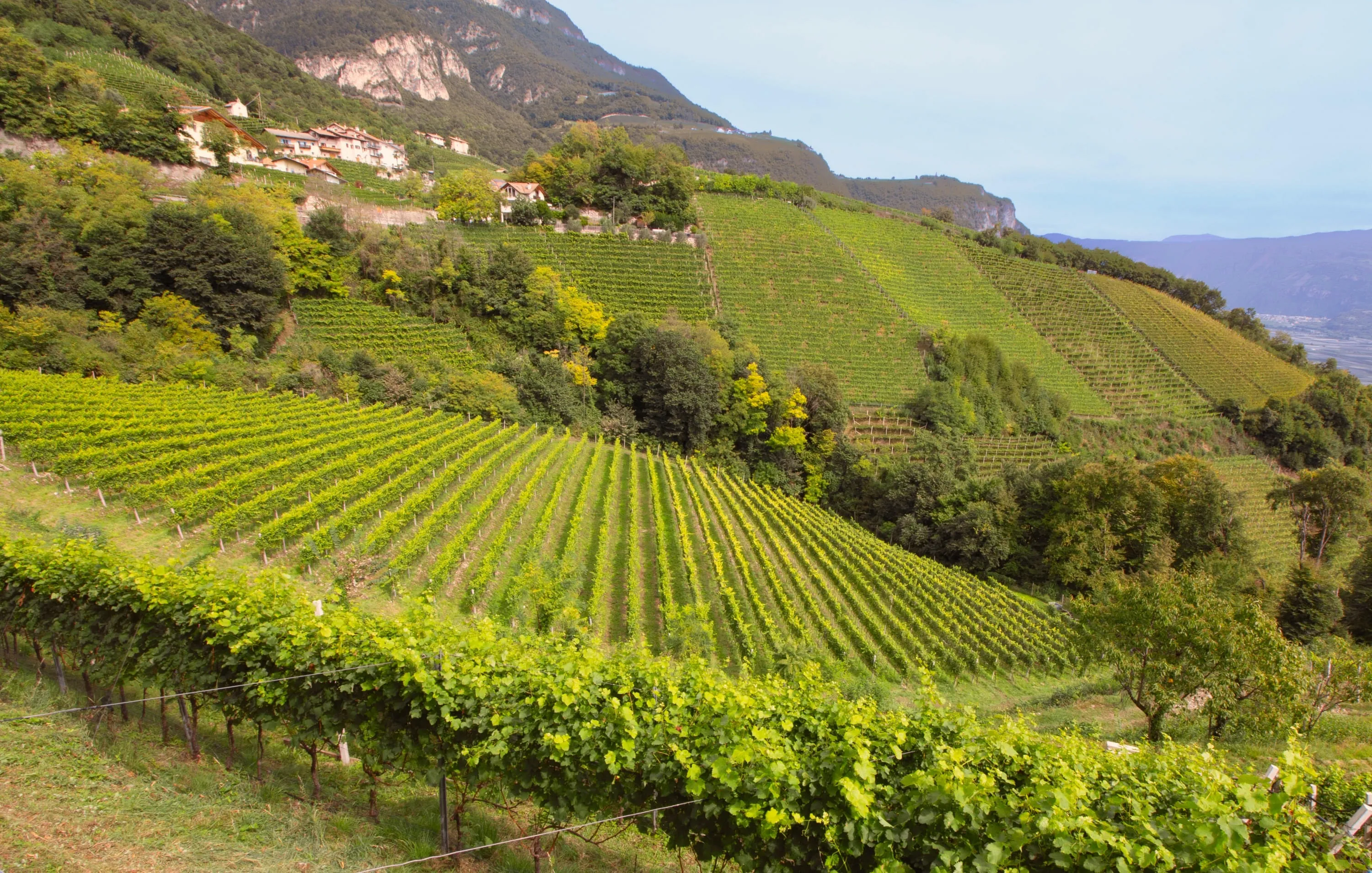 Weinernte 2018