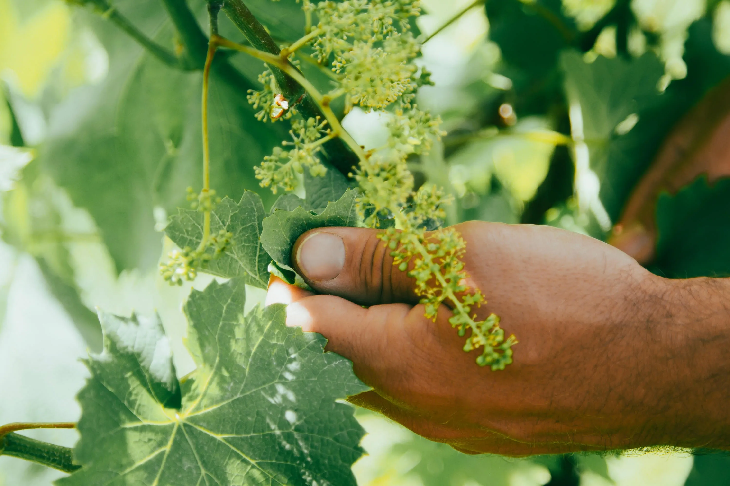 Weinernte 2018