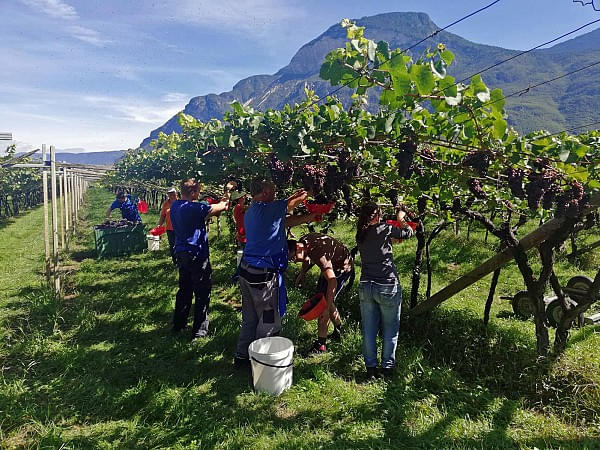 Weinernte 2018